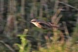 20111031_Langstaartklauwier_Den helder_10